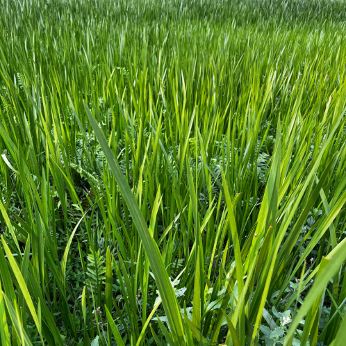 Calamus Essential Oil