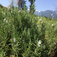 Rosemary Essential Oil, Kashmir/Himalaya