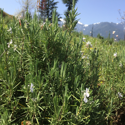 Rosemary Essential Oil, Kashmir/Himalaya