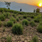 Rosemary Essential Oil, Kashmir/Himalaya
