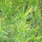 Tea Tree
