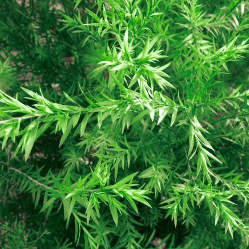 Tea Tree