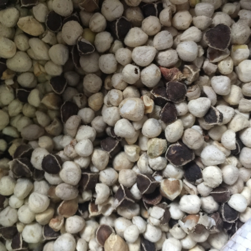 Moringa, Virgin
