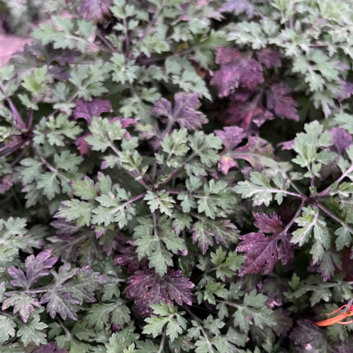 Artemisia Mugwort Essential Oil