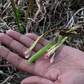 Calamus Essential Oil