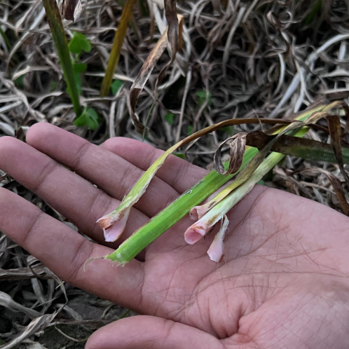 Calamus Essential Oil