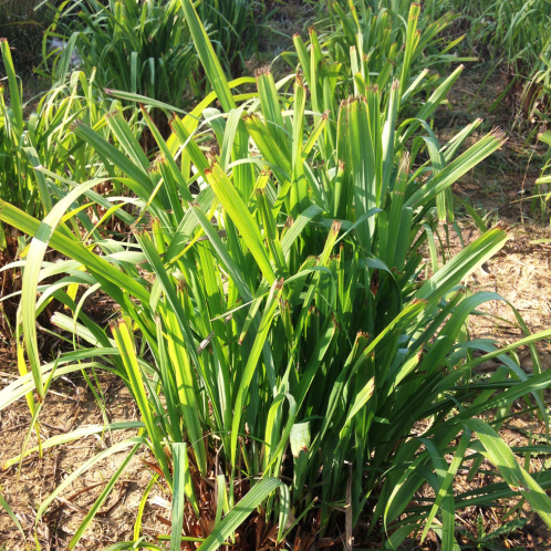 Citronella Ceylon