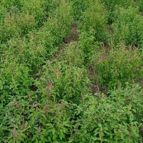 BASIL- Holy Basil, Himalaya
