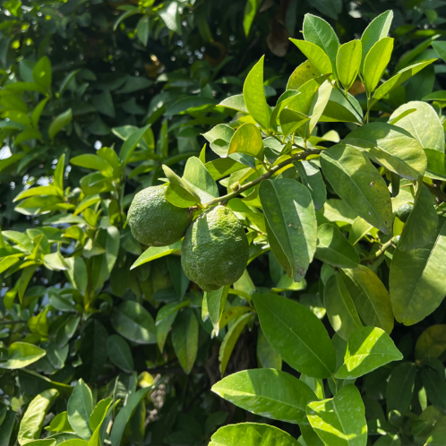 Bergamot (Peel Pressed), FCF