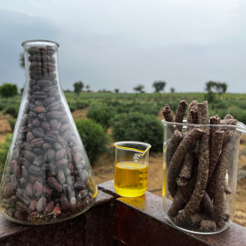 Jojoba, Golden, Virgin