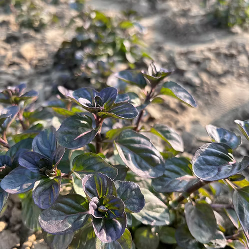 Mint- Bergamot mint
