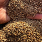 Carrot Seed