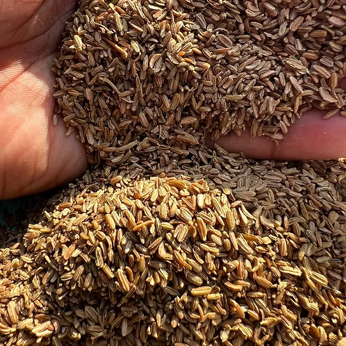 Carrot Seed