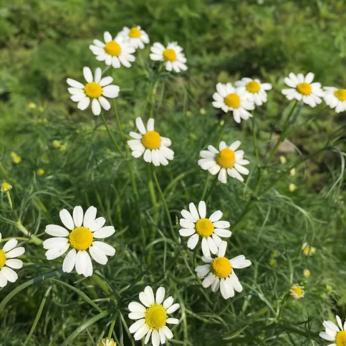 Chamomile German, Blue