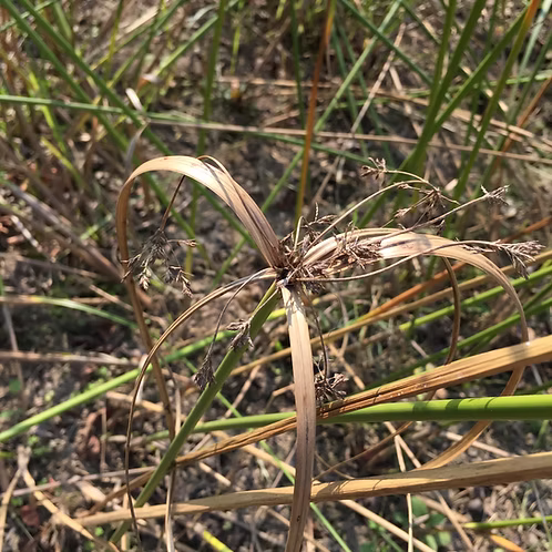Cypriol Nagarmotha