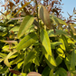 Eucalyptus Lemon