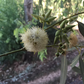 Eucalyptus Lemon
