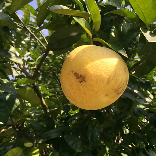 Grapefruit Essential Oil