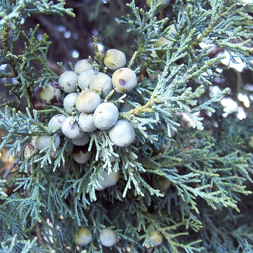 Juniper Berry Essential Oil, Kashmir/Himalaya