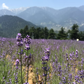 Lavender Essential Oil, Kashmir, High Altitude, True Lavender