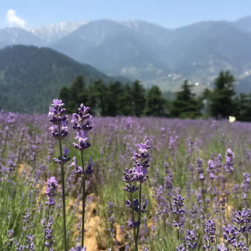 Lavender Essential Oil, Kashmir, High Altitude, True Lavender
