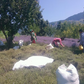 Lavender Essential Oil, Kashmir, High Altitude, True Lavender