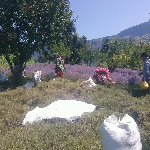 Lavender Essential Oil, Kashmir, High Altitude, True Lavender