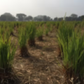 Lemongrass, Himalaya