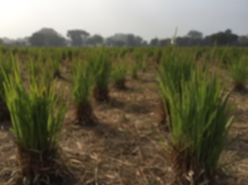 Lemongrass, Himalaya