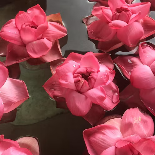 Pink Lotus Absolute