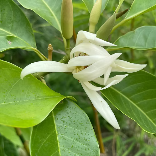Magnolia Flower Absolute