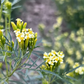 Wild Marigold Essential Oil, Kashmir/Himalaya