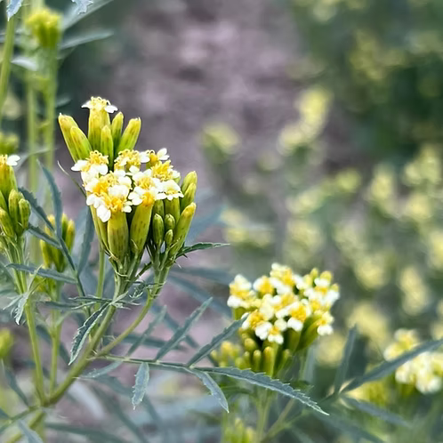 Wild Marigold Essential Oil, Kashmir/Himalaya