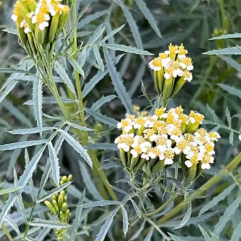 Wild Marigold Essential Oil, Kashmir/Himalaya