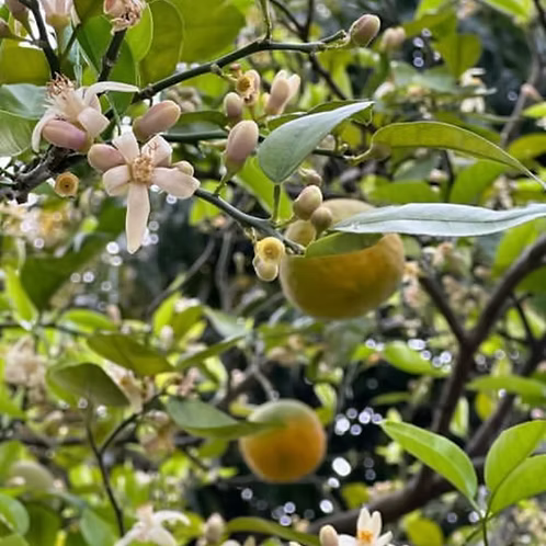 Neroli Absolute