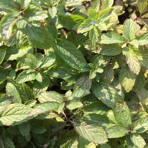 Mint-Peppermint