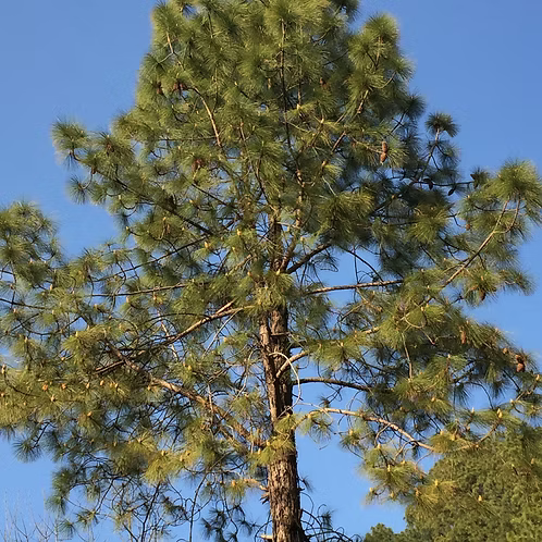Pine Essential Oil, Kashmir/Himalaya