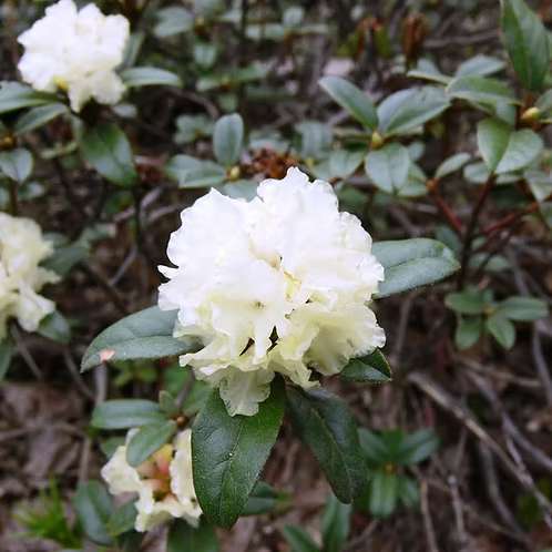 Rhododendron Essential Oil, Kashmir/Himalaya