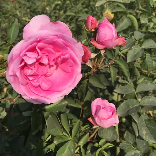 Rose Centifolia Absolute