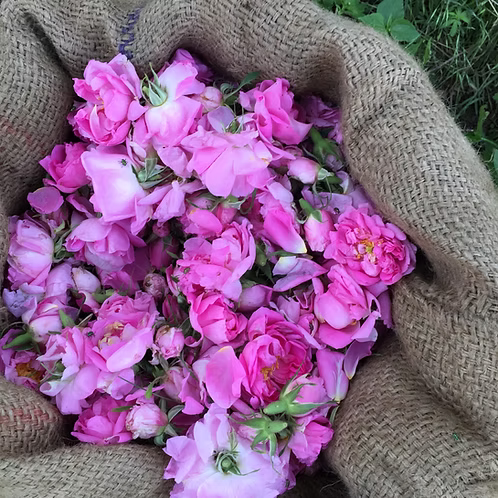 Rose Damascena Absolute