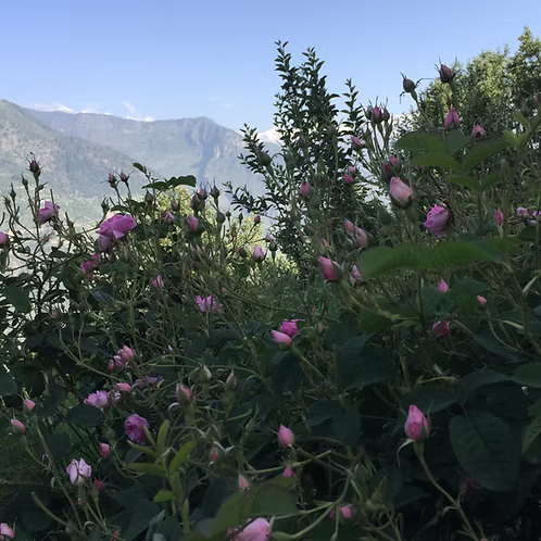 Rose Otto Essential Oil, Kashmir/Himalaya