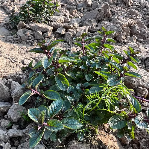 Mint-Spearmint