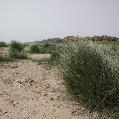 Vetiver Green, Wild