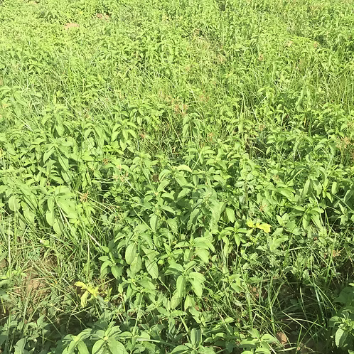 Mint-Wild Mint