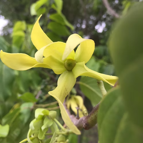 Ylang Ylang, Complete